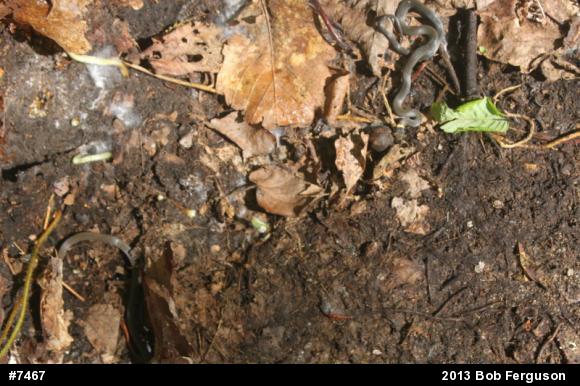 Northern Ring-necked Snake