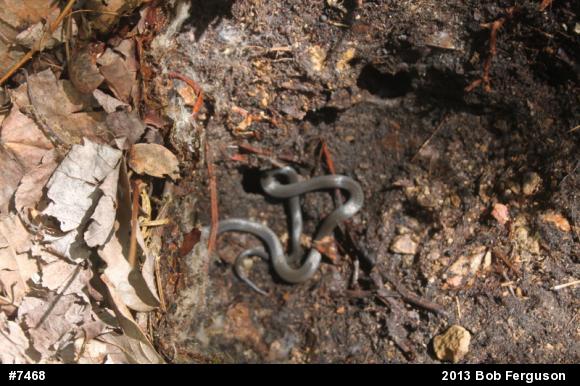 Northern Ring-necked Snake
