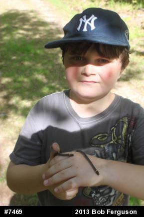 Northern Ring-necked Snake