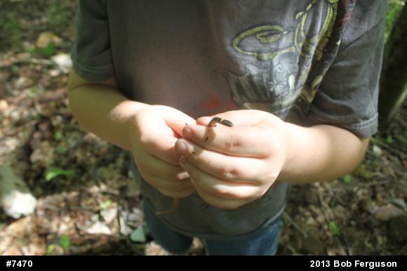 Northern Ring-necked Snake