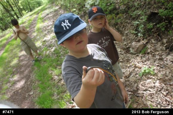 Northern Ring-necked Snake