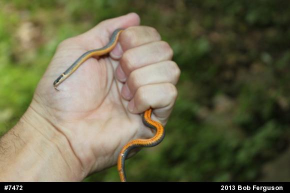 Northern Ring-necked Snake