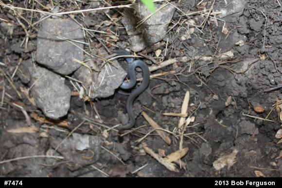 Northern Ring-necked Snake