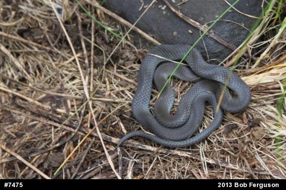 Northern Ring-necked Snake