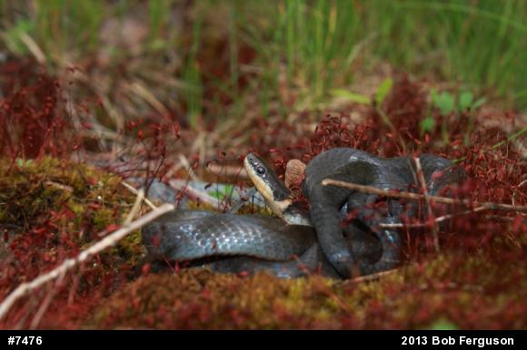 Northern Ring-necked Snake