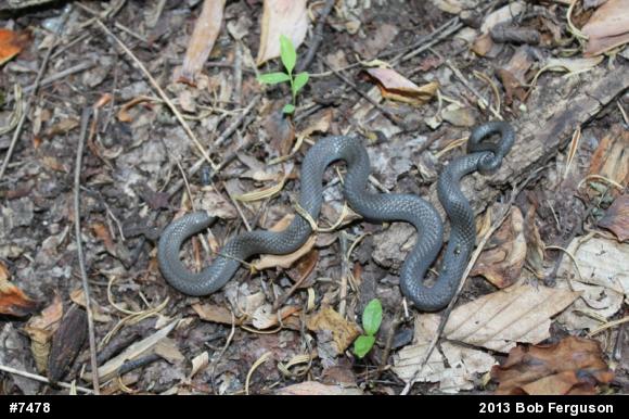 Northern Ring-necked Snake