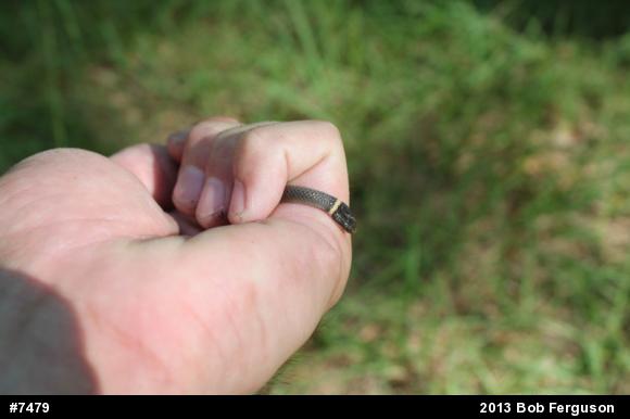 Northern Ring-necked Snake