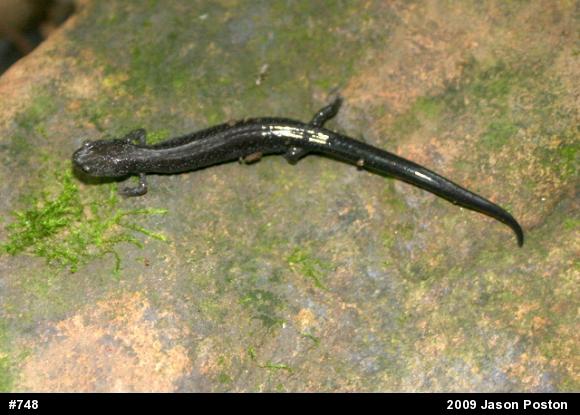 Northern Ravine Salamander