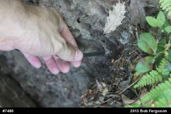 Northern Ring-necked Snake