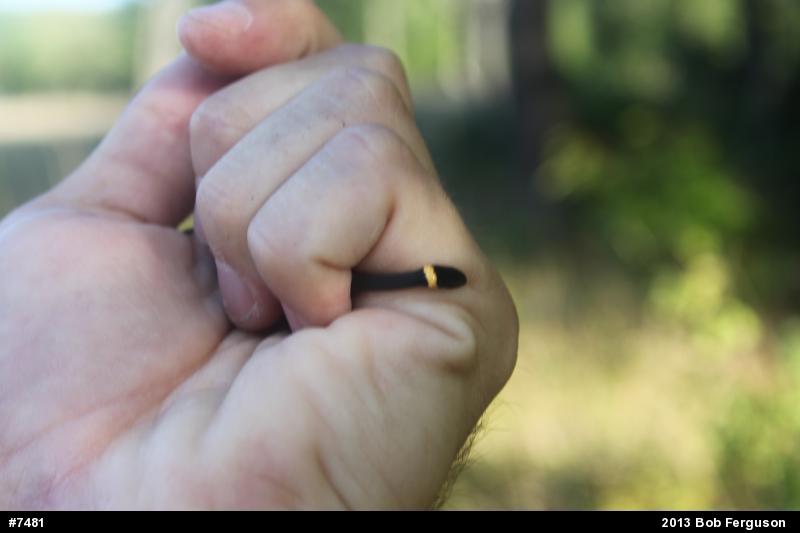 Northern Ring-necked Snake