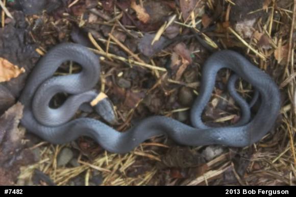 Northern Ring-necked Snake