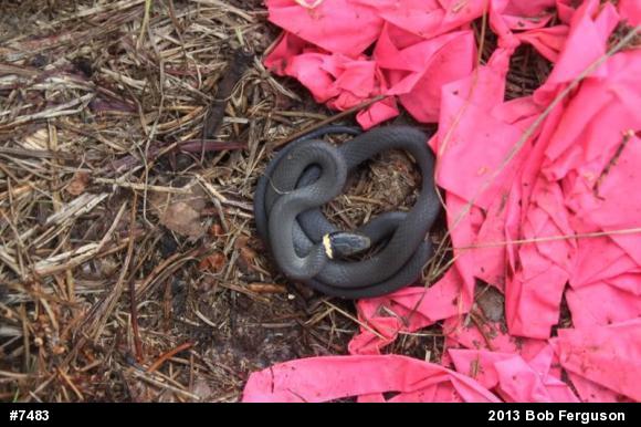 Northern Ring-necked Snake