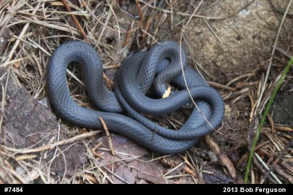 Northern Ring-necked Snake