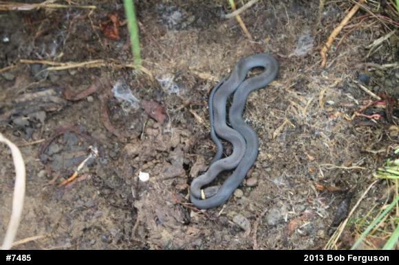Northern Ring-necked Snake