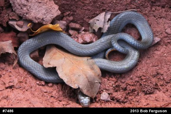 Northern Ring-necked Snake