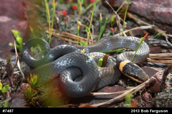 Northern Ring-necked Snake