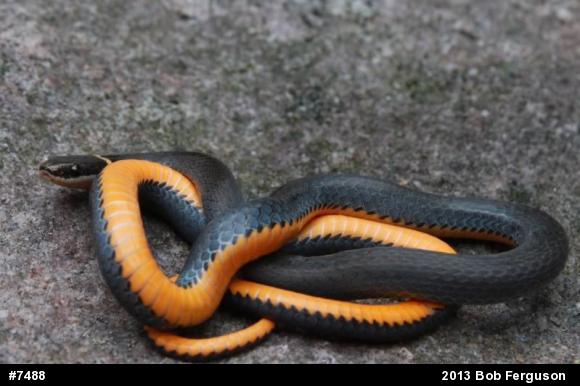 Northern Ring-necked Snake