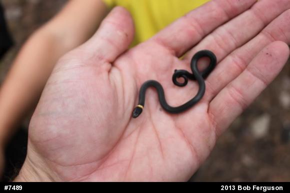Northern Ring-necked Snake