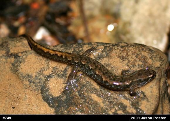 Northern Dusky Salamander