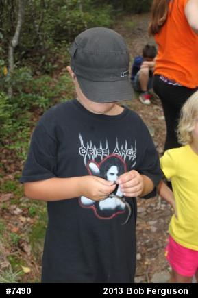 Northern Ring-necked Snake