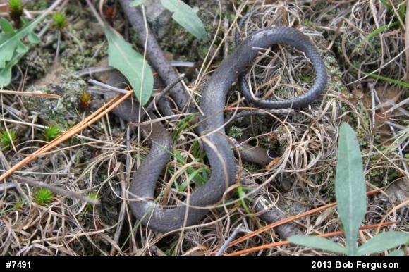 Northern Ring-necked Snake