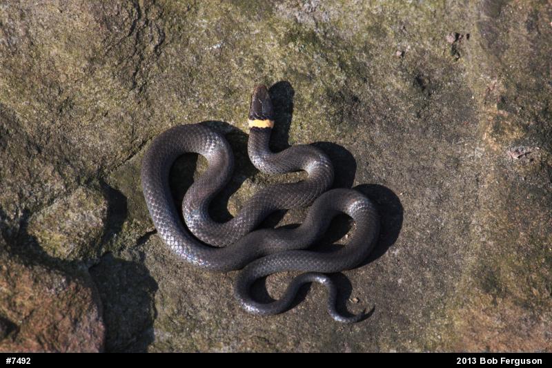 Northern Ring-necked Snake