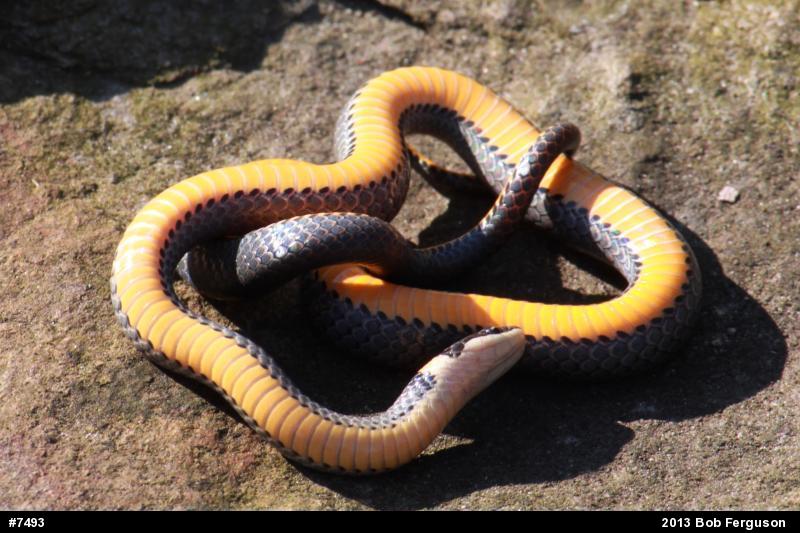 Northern Ring-necked Snake