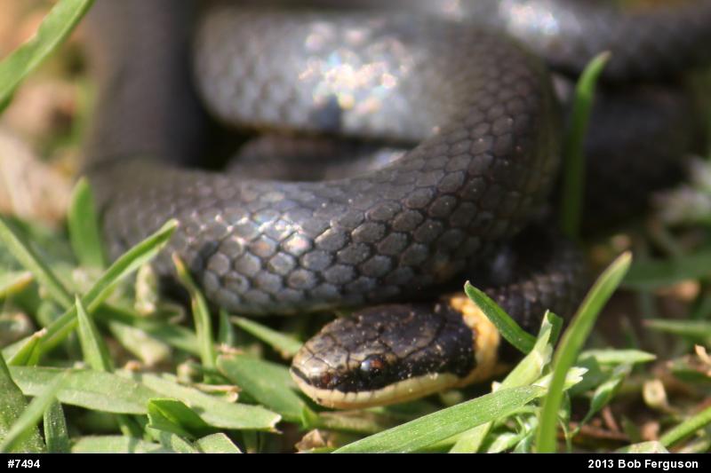 Northern Ring-necked Snake