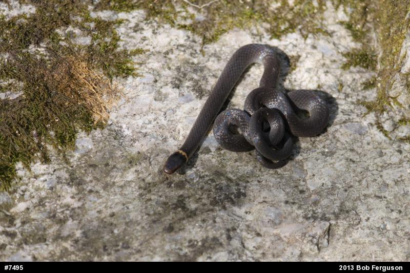 Northern Ring-necked Snake