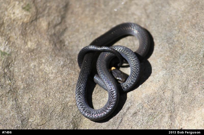 Northern Ring-necked Snake