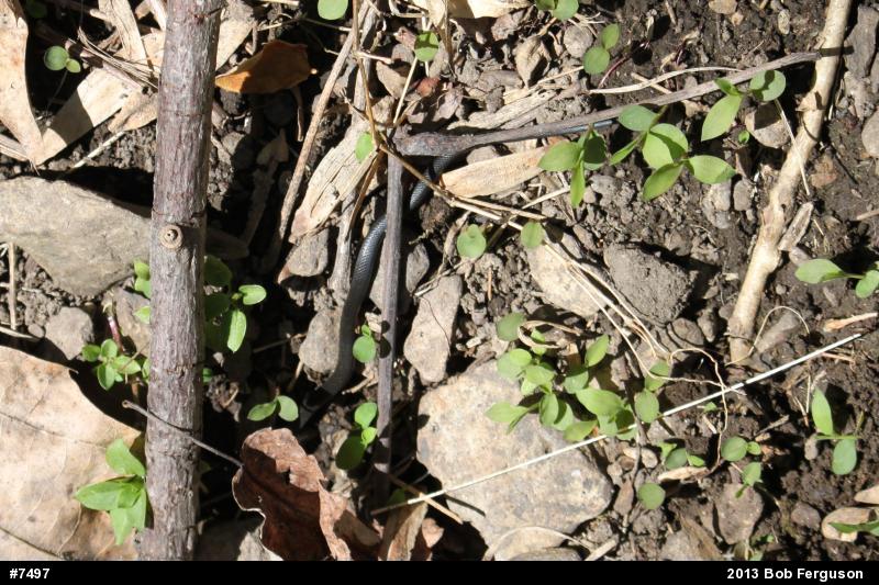 Northern Ring-necked Snake