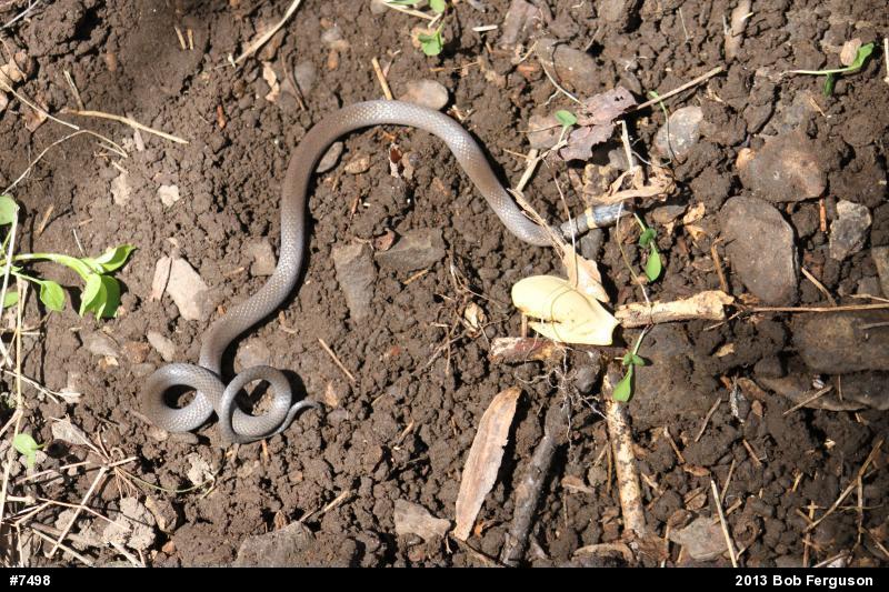 Northern Ring-necked Snake