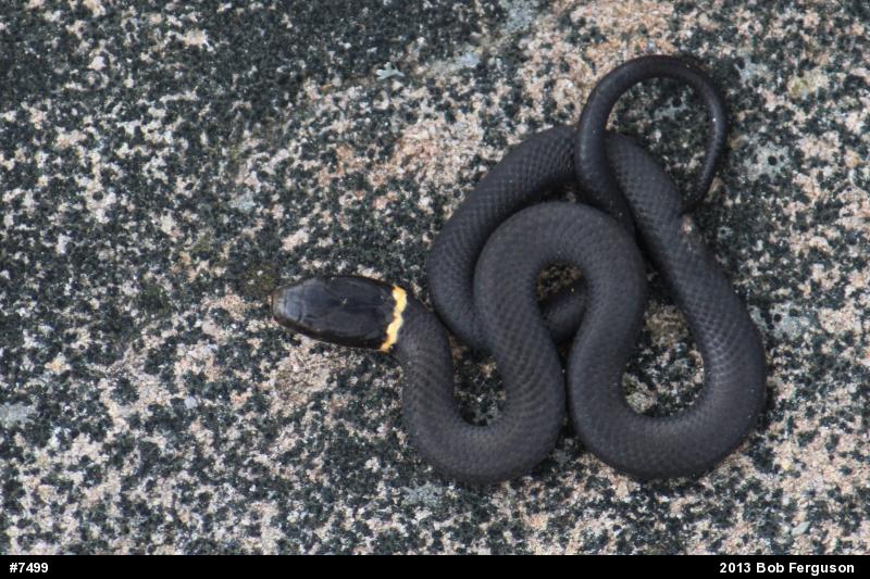 Northern Ring-necked Snake
