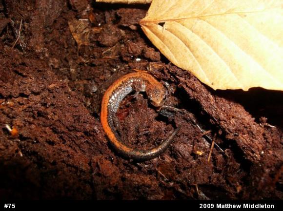 Eastern Red-backed  Salamander