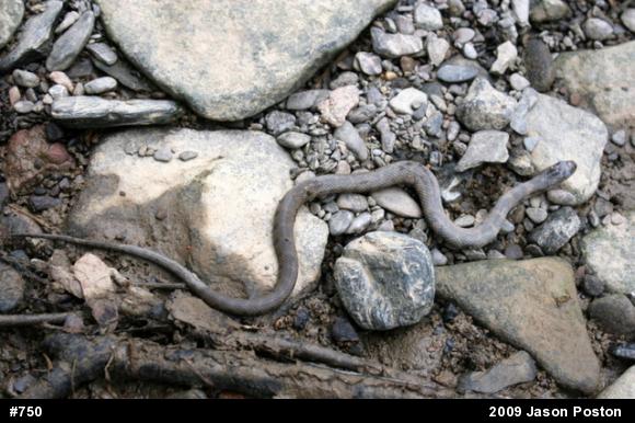 Northern Watersnake