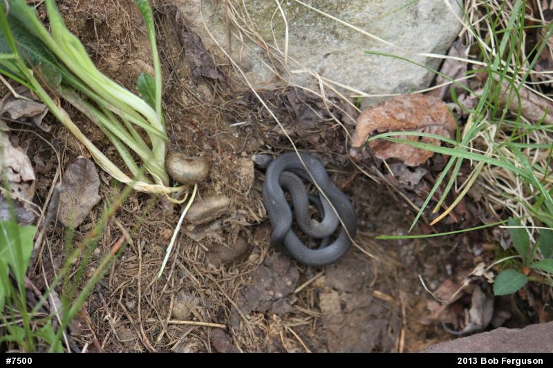 Northern Ring-necked Snake