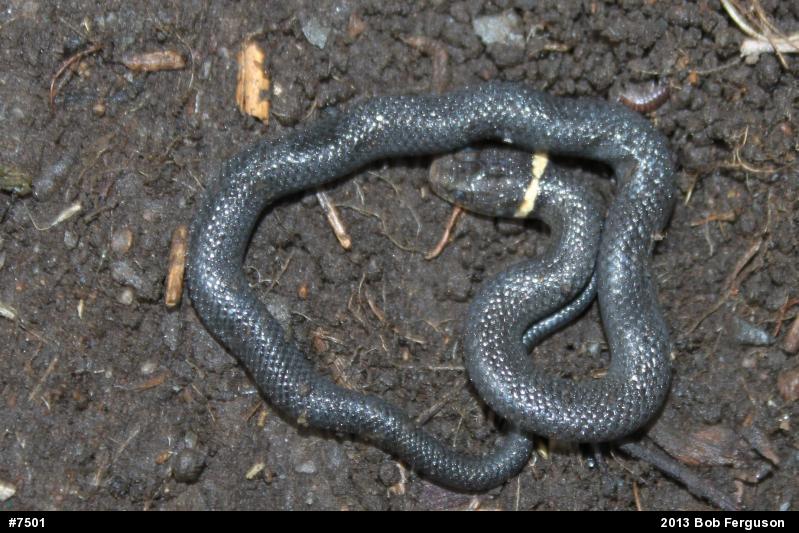 Northern Ring-necked Snake