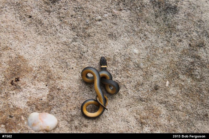 Northern Ring-necked Snake