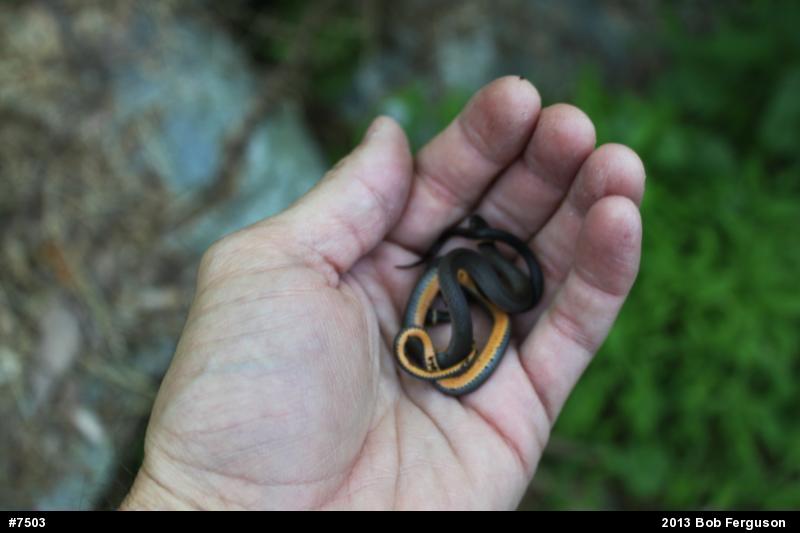 Northern Ring-necked Snake