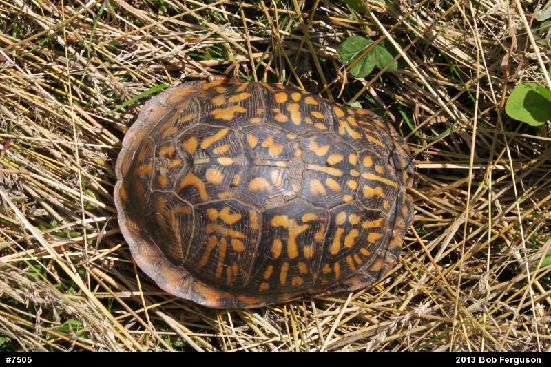 Eastern Box Turtle