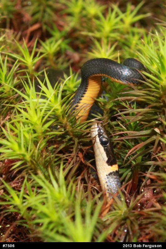 Northern Ring-necked Snake