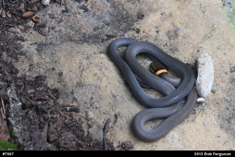 Northern Ring-necked Snake