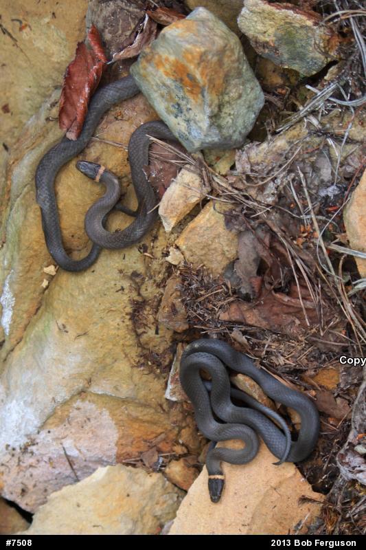 Northern Ring-necked Snake