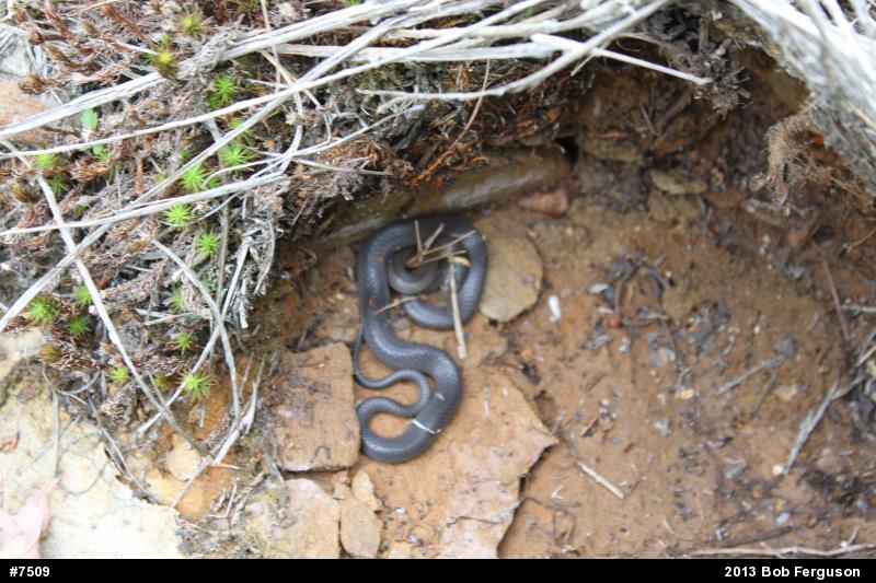 Northern Ring-necked Snake