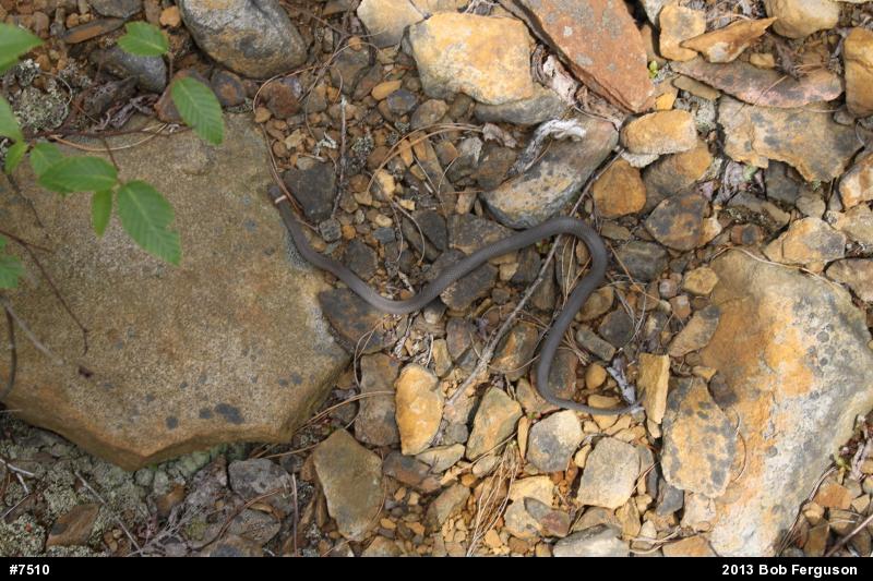 Northern Ring-necked Snake