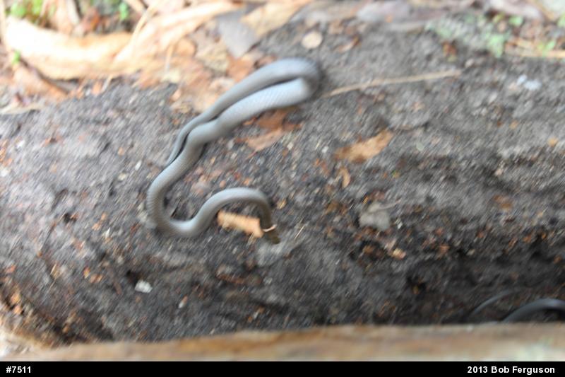 Northern Ring-necked Snake