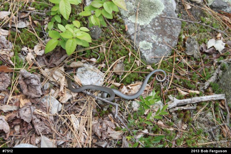 Northern Ring-necked Snake