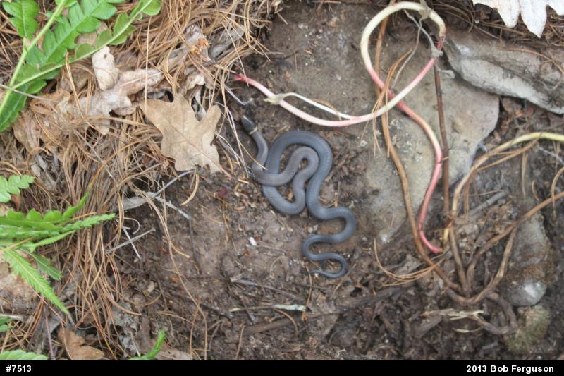 Northern Ring-necked Snake
