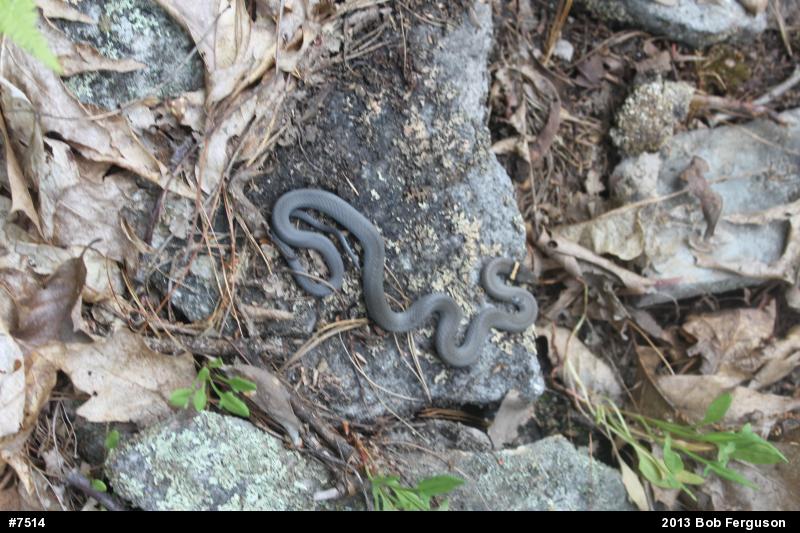Northern Ring-necked Snake