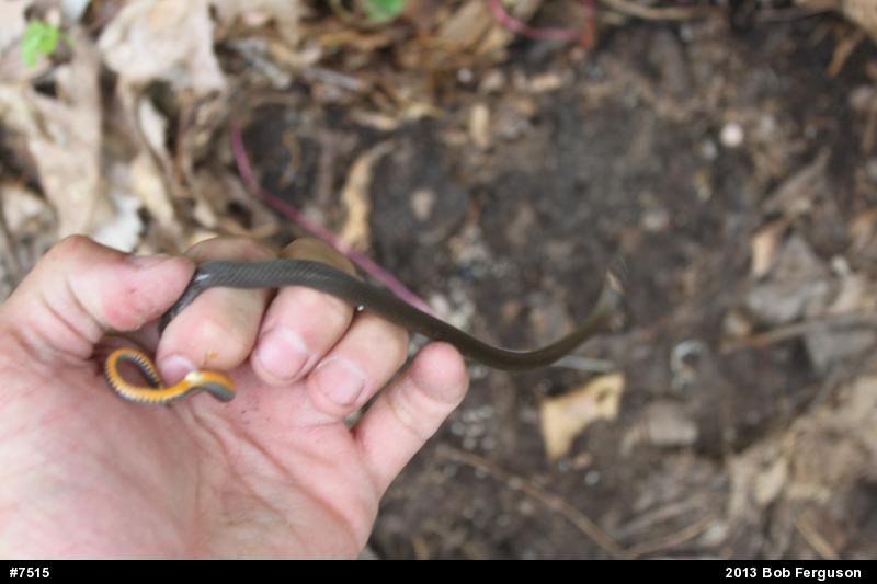 Northern Ring-necked Snake